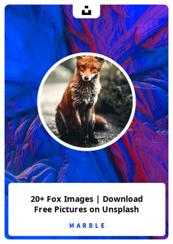 20+ Fox Images | Download Free Pictures on Unsplash