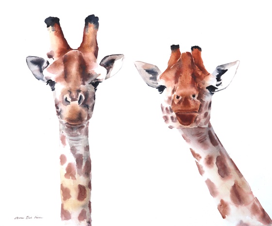 Pair of Northern Giraffes