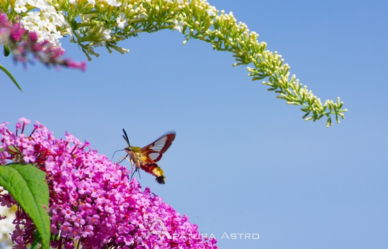 Broad-Bordered Bee Hawk-Moth