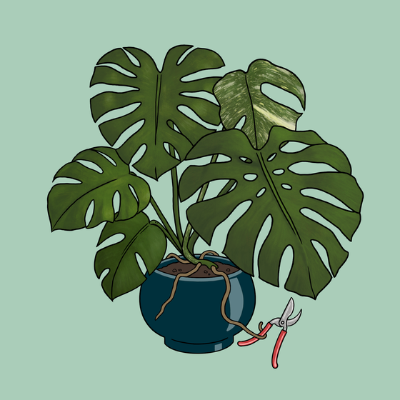 Moody Monstera #124