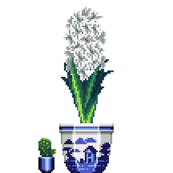 White Hyacinth in Porcelain pot with Mini Prickly Pear Cactus