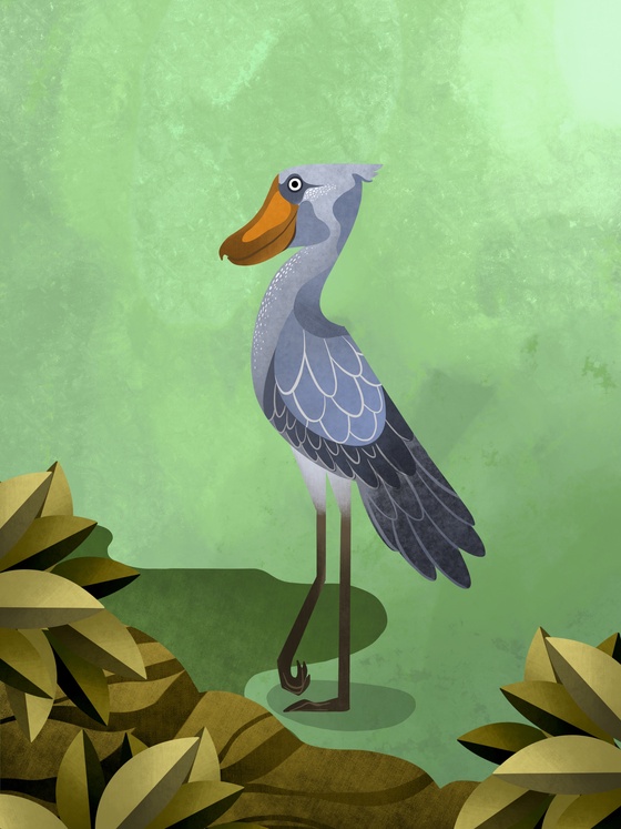 Shoebill Stork