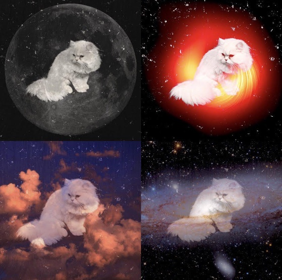 Four Felines Floating in Freefall