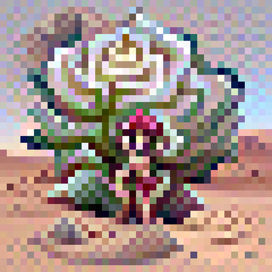 lonely desert rose