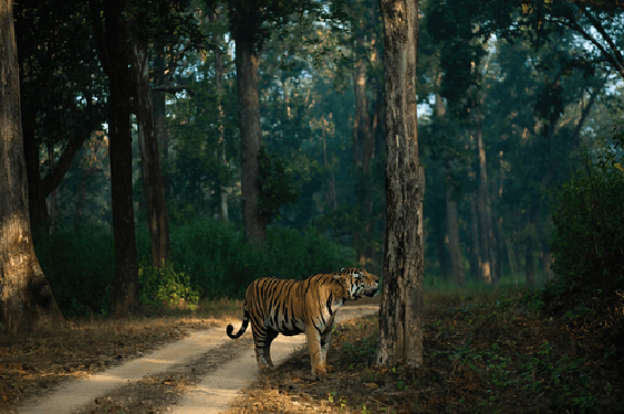 Sher Khan