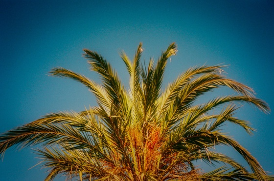 The Palm tree