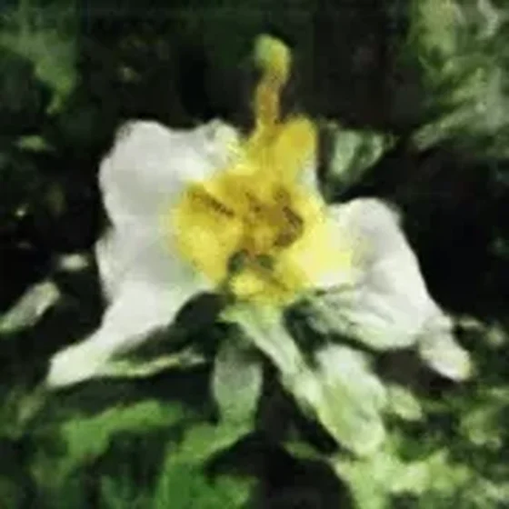 Evolution of a Flower #2