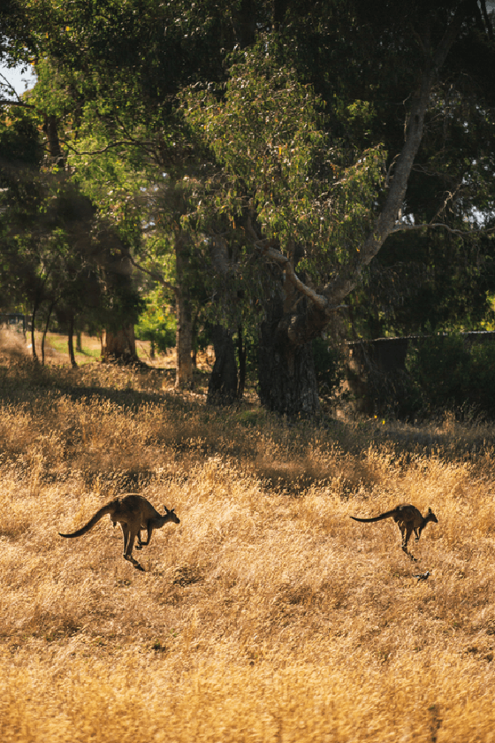 Australia #004