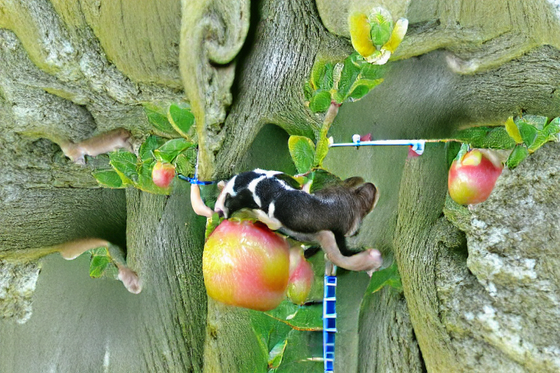 Climbing a crabapple tree in the garden at my family friend’s house and tasting the sour tart fruit.