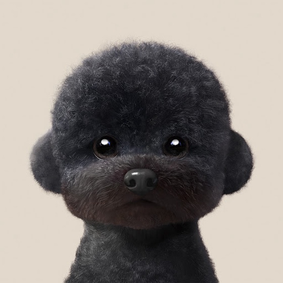 #442 Cola the Medium Poodle