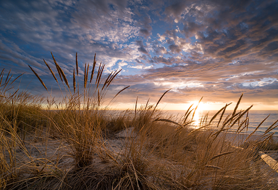 Summer Grass #27/30