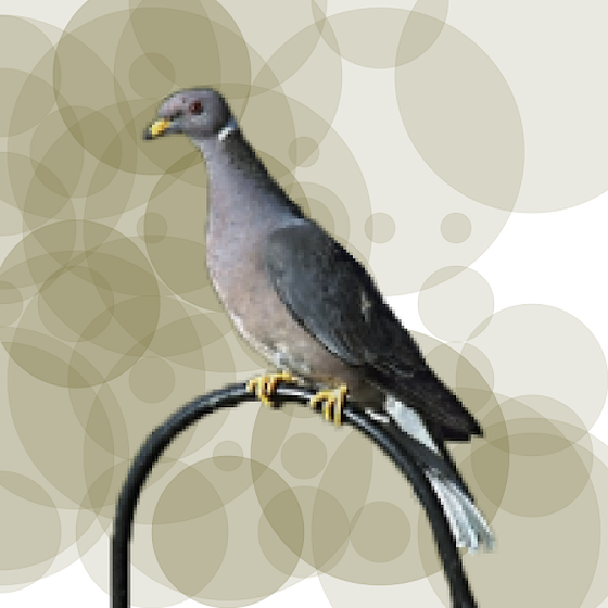 Seamorphus Pigeon #2