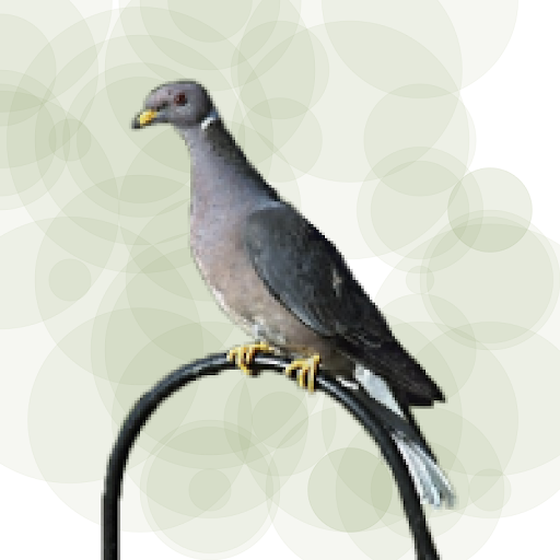 Seamorphus Pigeon #14