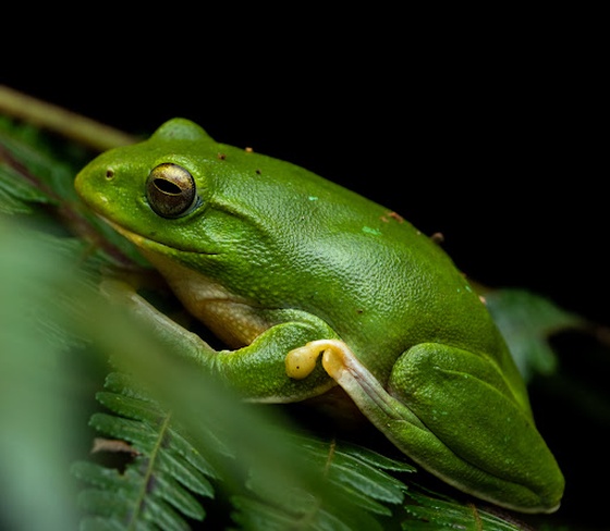 Taipei Tree Frog