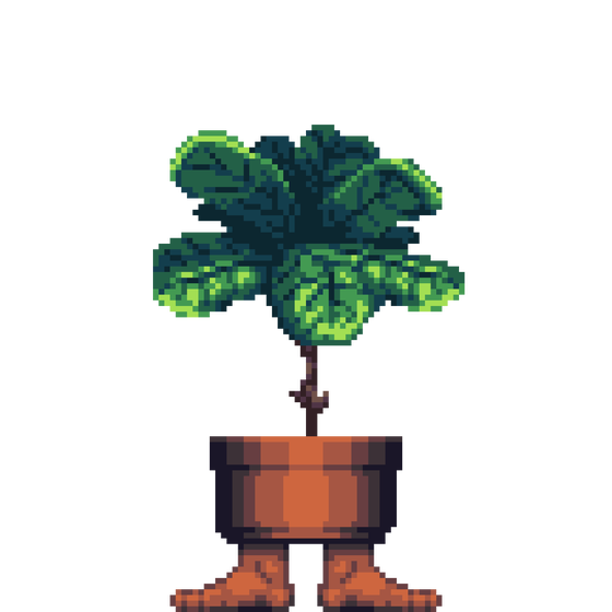 Fiddle-Leaf Fig in Feet pot