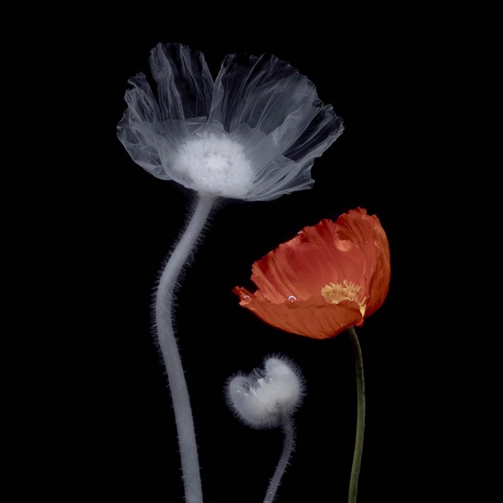 Icelandic Poppy