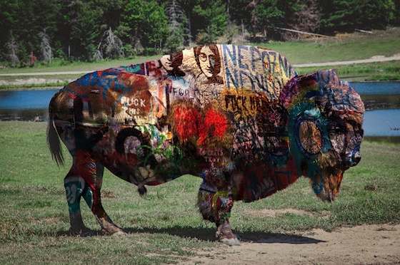 lucy in the field with bison // #8