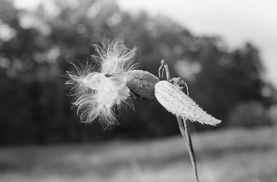 Milkweed Kiss