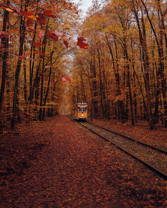 Autumn Tram