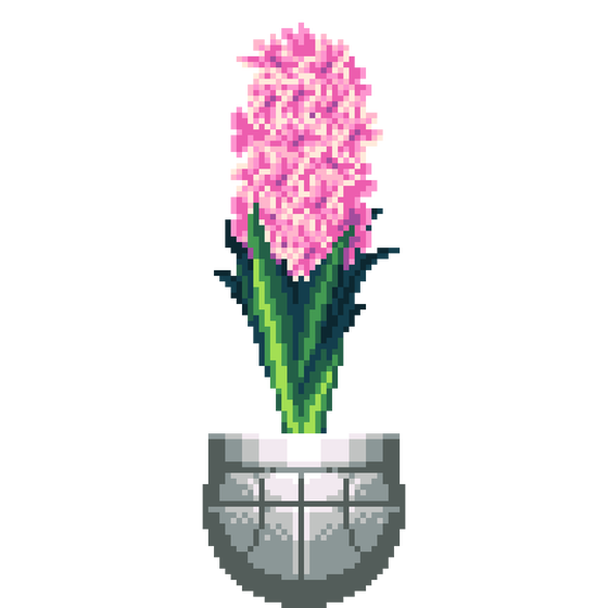 Pink Hyacinth in Basketball pot