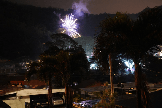 Fire Palm