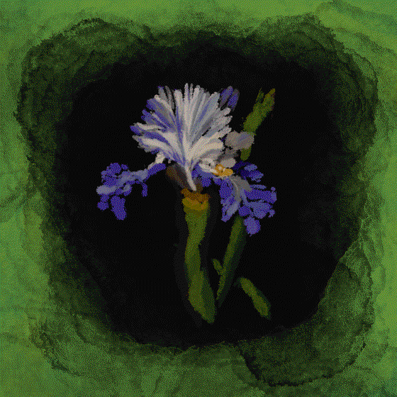 IRIS OF GLORY