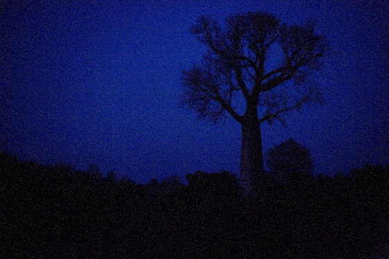 #-2 dark, blue, baobab