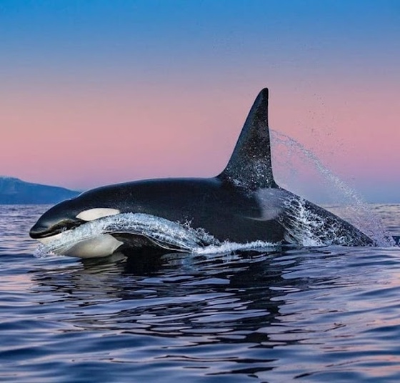 # 6 Amazing orca encounter in the early morning.