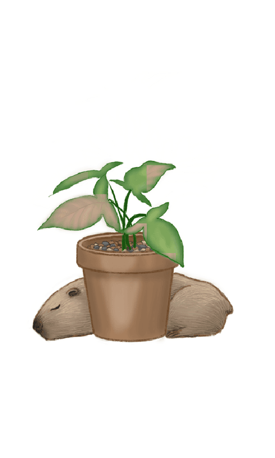 Where's the capybara(Goosefoot(pink))