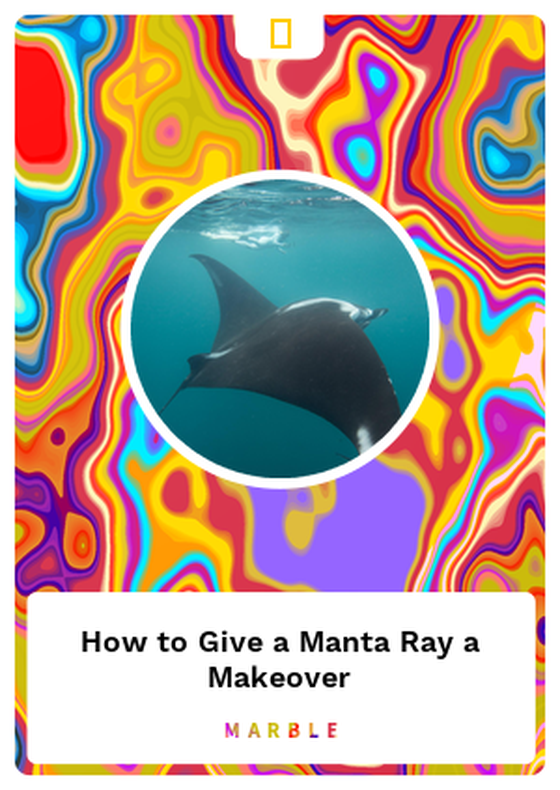 How to Give a Manta Ray a Makeover