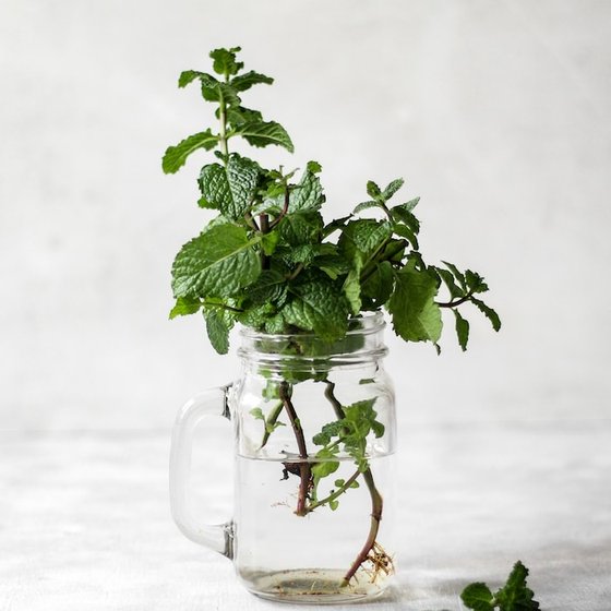 #8 green plant in clear glass mug