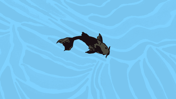 FreeKoi #16