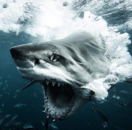 # 398 Great white shark showing it's power on the Australian coast.