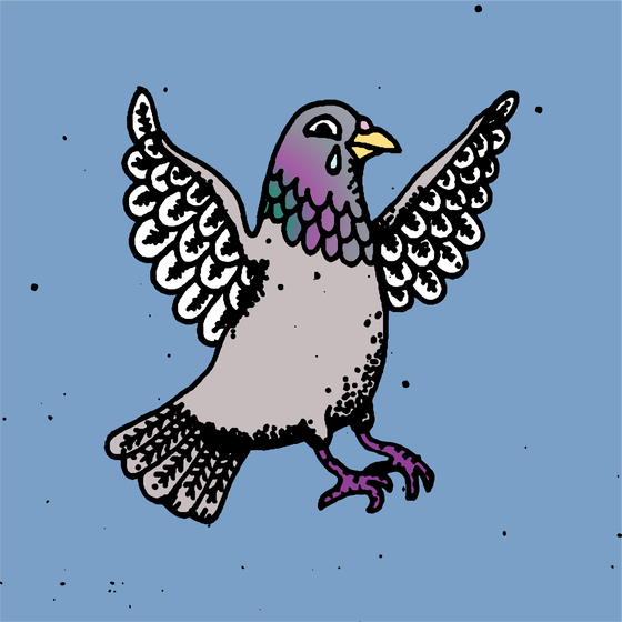 Hood Pigeon #1421