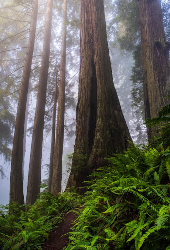 Redwoods in the Mist 4