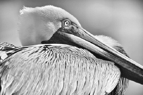 Brown Pelican