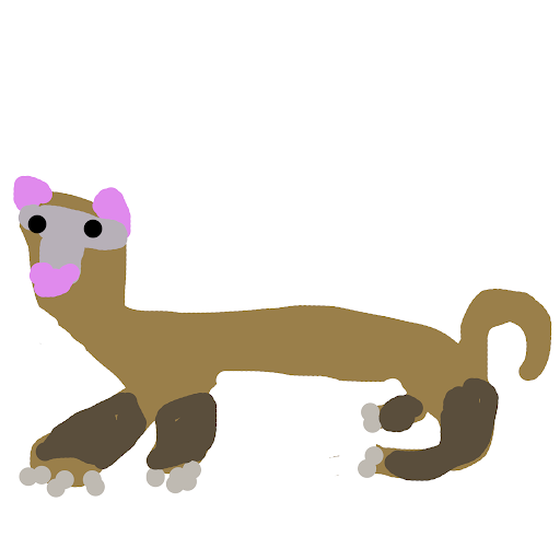 Ferret