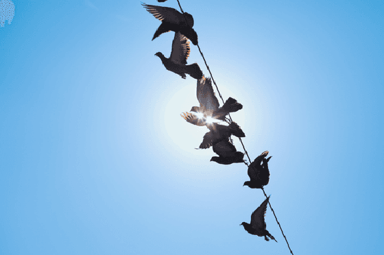 Urban Birds: Los Angeles #24