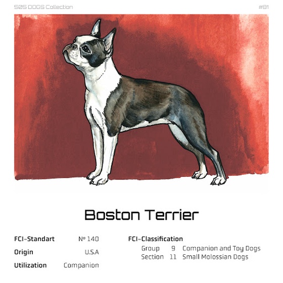 #81 Boston Terrier