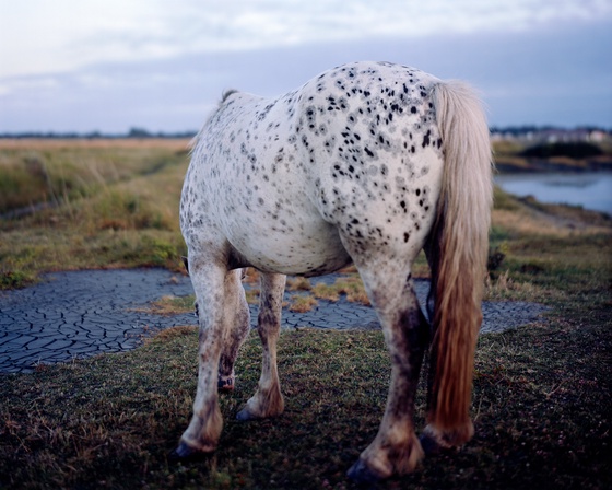 Bastard Countryside #4 Horse