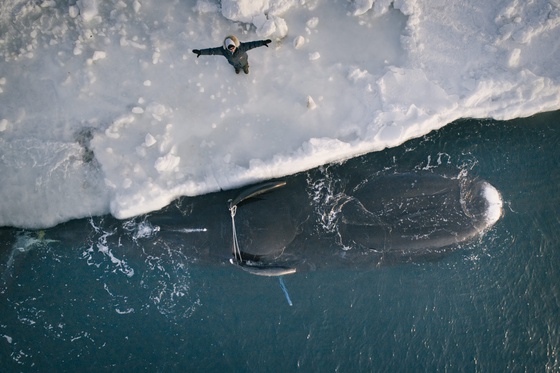 Rumors of Arctic Belonging - Silent Blessing for Bowhead, Flora Aiken