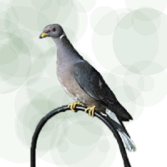 Seamorphus Pigeon #16