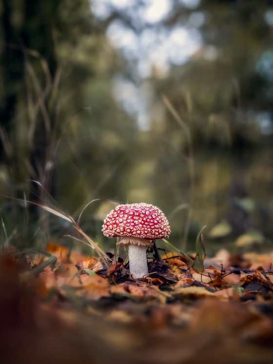 Queen Amanita