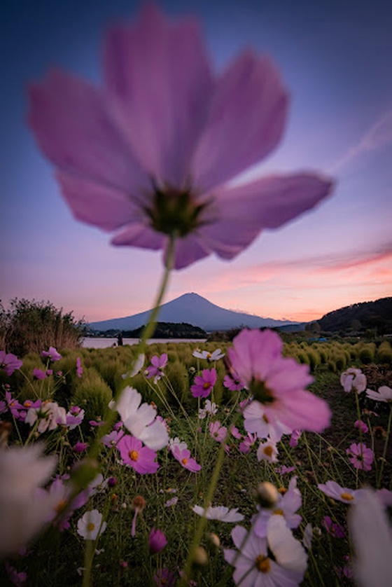 Mt.Fuji and cosmos at dusk