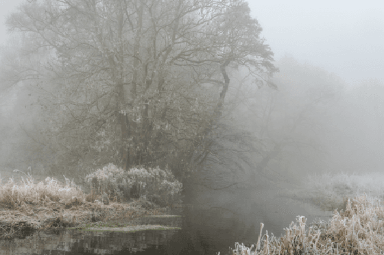Undergrowth #6 - Pinch