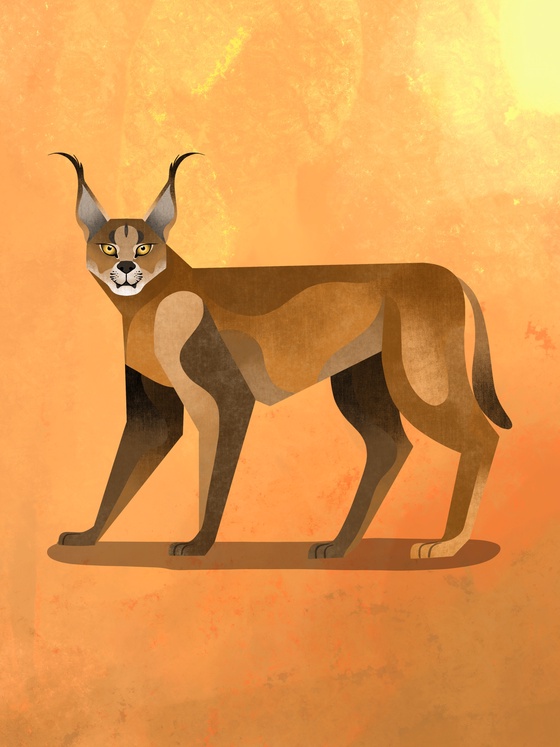 Caracal