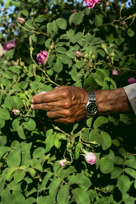 Pink Roses.