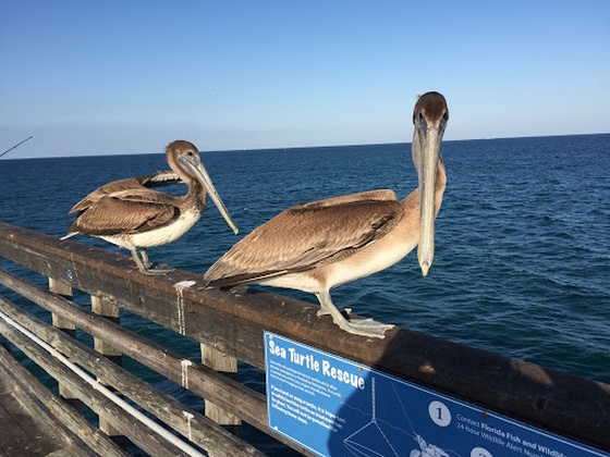 Dania Pier on a beaitiful day!!!