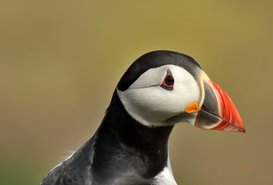 Puffin Portrait #9/15