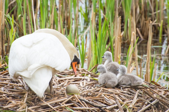 A Mother's Love